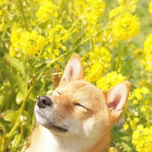 小柴犬不愧是狗生赢家,论拍照摆pose我还真不如她