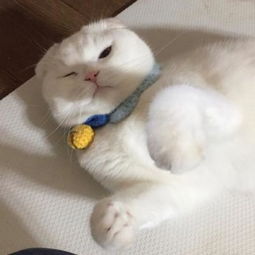 猫咪情侣头像一对可爱呆萌2019萌宠情侣头像两个一男一女