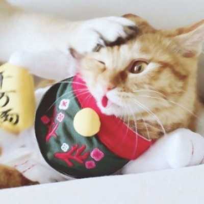 可人幽默的猫狗伴侣头像