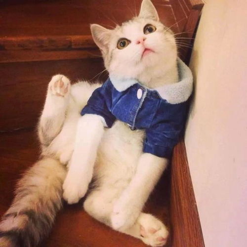 猫咪爱你的10种行为,有些很暖心,有些很让人糟心你中了几条