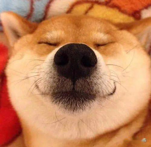 令人费解的赛级和宠物级柴犬的等级区分