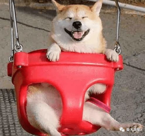 怎样逗柴犬开心
