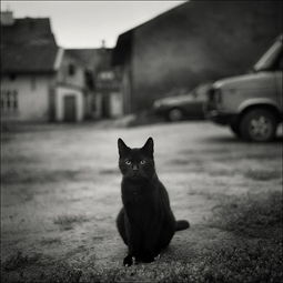 cat猫摄影