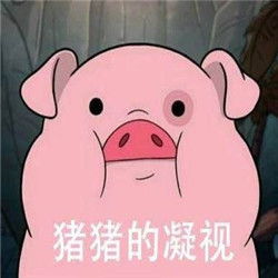 见过那么多猪,还是你最可爱