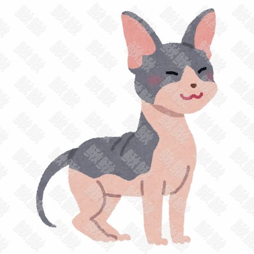 斯芬克斯无毛猫的写实插画的小猫猫咪手绘卡通插画手绘png儿童插画免扣素材1阿猫阿狗