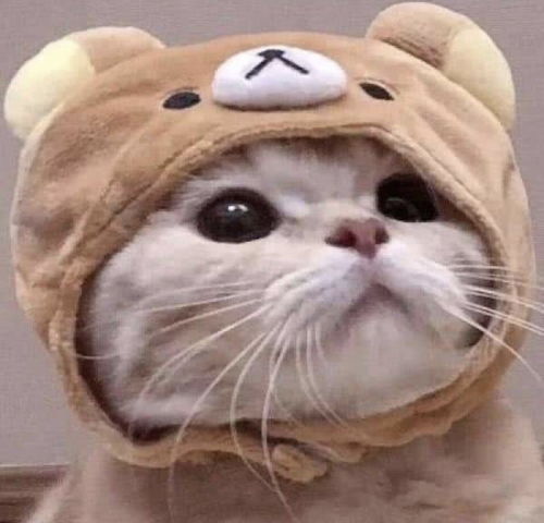 勾引猫咪小技巧