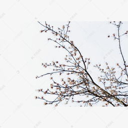 花枝树枝素材图片免费下载高清png千库网图片编号8898338