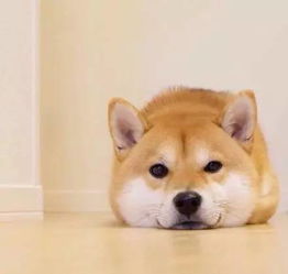 柴犬小头像,无水印,拿走不谢