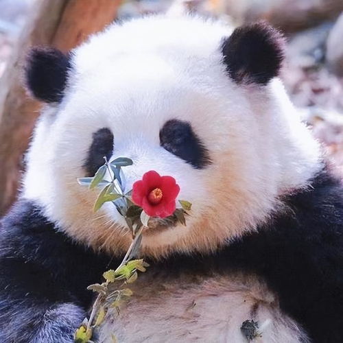 国宝顶流花花引领大熊猫热潮,在全世界都拥有粉丝的明星熊猫