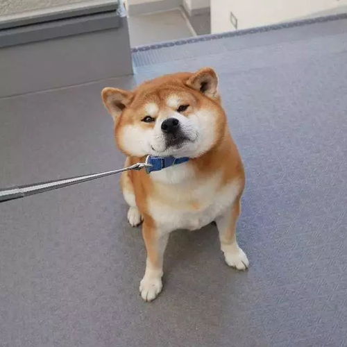 日本一柴犬因笑容治愈走红网络网友承包了我2018年的头像