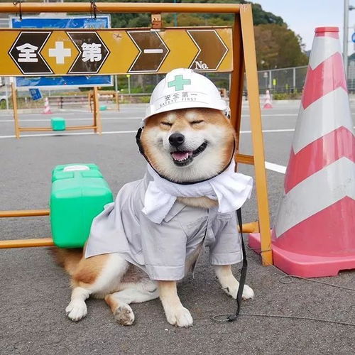 日本一柴犬因笑容治愈走红网络,网友争用它的照片做头像