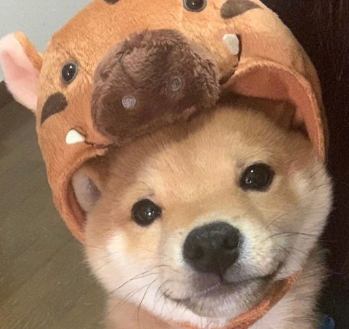 防坑指南买柴犬时千万别信商家的这几句话
