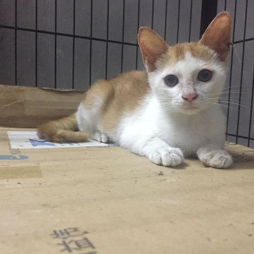 广东揭阳中华田园猫橘猫白猫白橘猫找领养