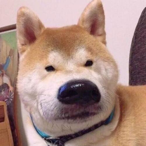 宠乐时代柴犬怎么养养柴犬需要注意下面三个事项