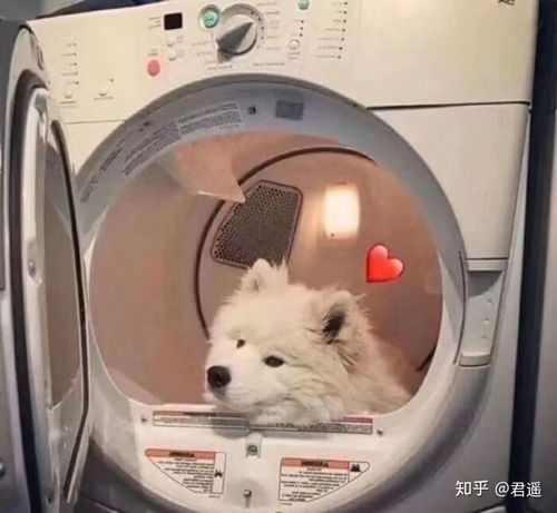 有没有沙雕的动物头像