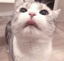 分享养猫的经验教你养健康的猫主子
