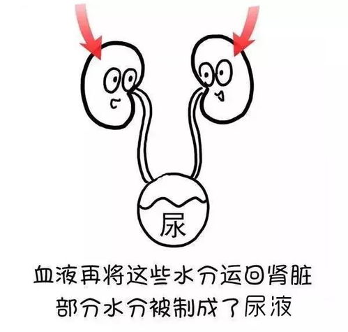 我们体内的湿气到底是怎样形成的一图秒懂