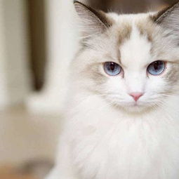 可爱萌猫头像大合集