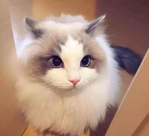 猫咪小百科温柔的小公主,布偶猫女生的最爱
