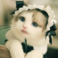 玳瑁布偶猫头像微信头像图片大全