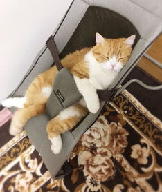 把猫咪放在这个神奇座椅之后萌到炸啦