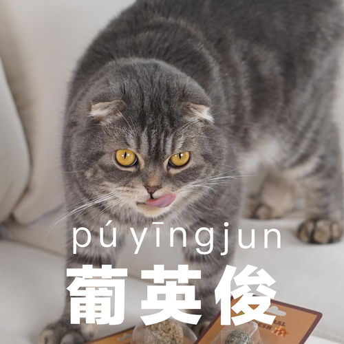 国内哪些公司可以带猫上班