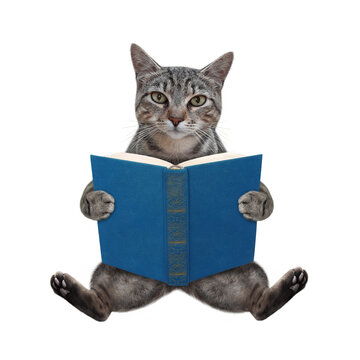 点击来源直接获取大图文件一只灰色的猫拿着一本蓝色的打开的书白色背景隔离摄影搞笑猫猫高清大图